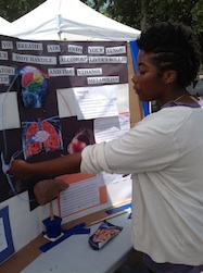 Female student explaining respiratory system, liver and metabolism at fair.