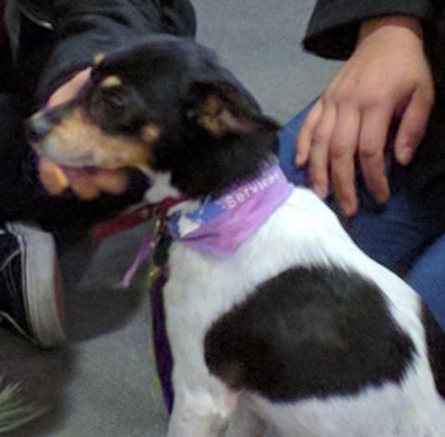 student petting small dog